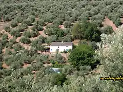 14, cortijo del olmo, marca