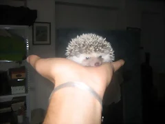 cria de erizos