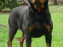 rottweiler_asti_op_461x600