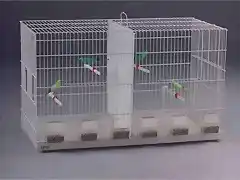 periquito-canario-voladores