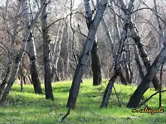 15, alamos junto al ro, marca