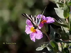 21, mariposa y flor, marca2