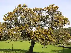 12, encina en flor, marca