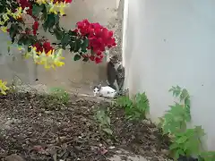 gatitos en jardn casa