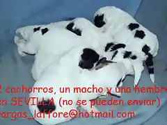 2 cachorros en Sevilla