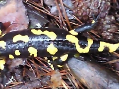 Salamandra