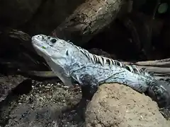 Iguana de Utila (Ctenosaura bakeri)