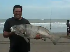 corvina negra hector 118