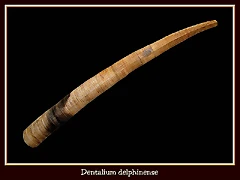 dentalium_delphinense dentalium_delphinense