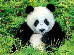 el-oso-panda-alcanza-los-1-800-ejemplares-en-china