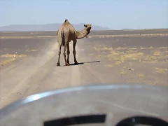 camello