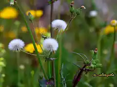 16, blanco y amarillo, marca