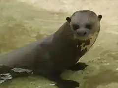 ZM Nutria Gigante del Amazonas R