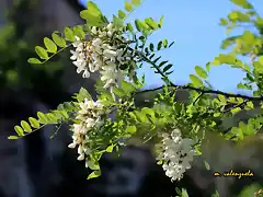 20, acacias en flor en la magdalena, marca