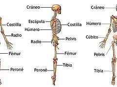 Esqueleto Humano completo