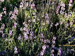 13, florecillas rosas, marca