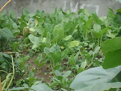 DSC09527
