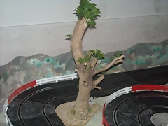 rboles (4) (Small)