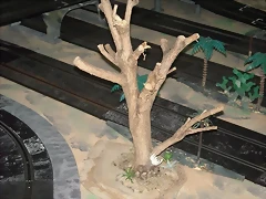 rboles (5) (Small)