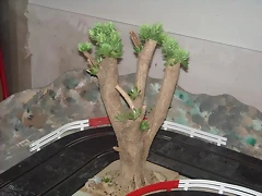 rboles (3) (Small)