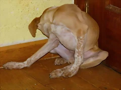 dado9 dado9