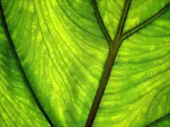 Green-Leaf-1