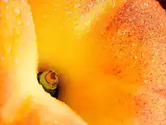 Fruit-Top-1
