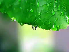 Leaf-After-the-Rain-1