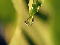 Drop-of-Water-on-Leaf-1
