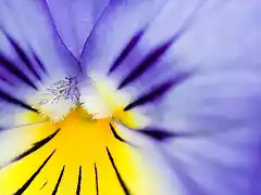 Flower-Burst-1