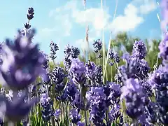 Lavender-1