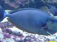 Naso vlamingii (4-8-17 Zoo Duisburg) Naso vlamingii (4-8-17 Zoo Duisburg)