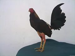 GALLINO