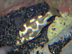 Nimbochromis livingstonii hembra (8-7-12 Acuario Zaragoza) Nimbochromis livingstonii hembra (8-7-12 Acuario Zaragoza)