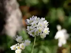 025, flor del ajoporro