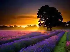 Lavender Sunset, France.