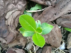 IMG_20200320_122236