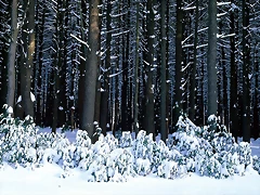 Eastern White Pine Trees, Pocono Mountains, Pennsylvania Eastern White Pine Trees, Pocono Mountains, Pennsylvania
