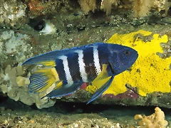 Eastern Blue Devil, Australia Eastern Blue Devil, Australia