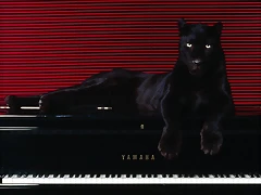 Ebony and Ivories Ebony and Ivories
