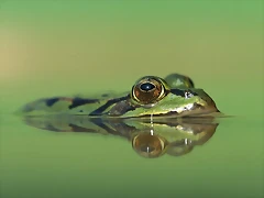 Edible Frog, Germany Edible Frog, Germany