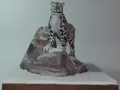 Leopardo de las nieves (6)