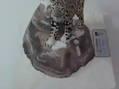 Leopardo de las nieves (7)