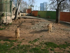 Zoo de Barcelona 09-03-11 038 Zoo de Barcelona 09-03-11 038