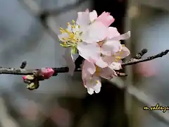 16, flores de al mendro, 8, marca