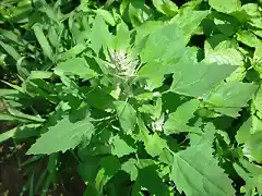 chenopodium