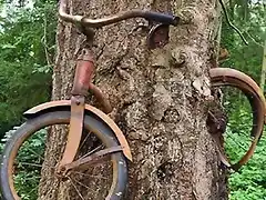 bici arbol