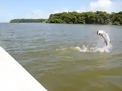 Roques 2011 - Salto tarpon2