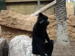 Mangabey de cresta negra (Lophocebus aterrimus)