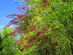 82-IMG_5991